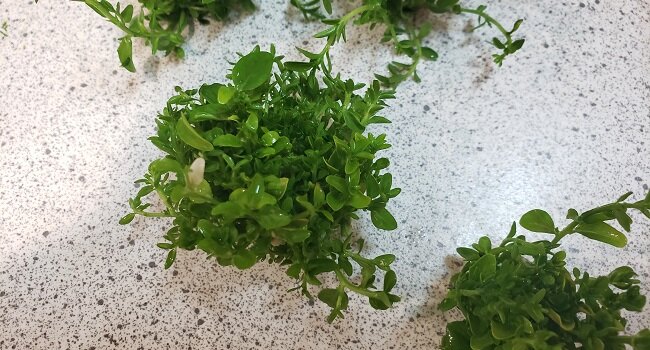 Quillaja Saponaria tree in vitro, grown in BSI labs