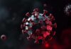 Nipah Virus Vaccines Enter Clinical