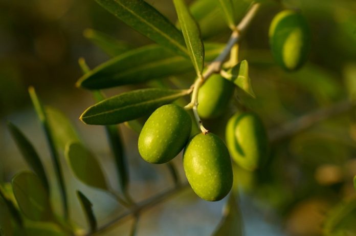 A day devoted to driving out botanical adulteration