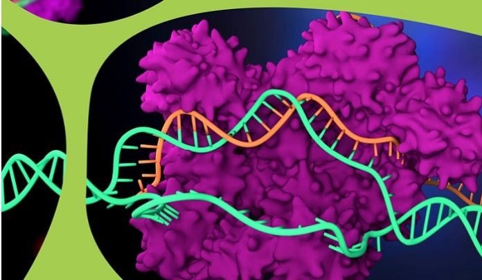 Merck Licenses CRISPR Genome-Editing Technology to PanCELLa and Takara Bio USA