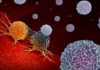 Immune System Can Get Bacteria Assistance To Thwart Tumors