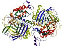 Prediction of Enzyme Functions Better Than Key Tools By AI