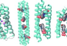 Computational Protein Design Platform
