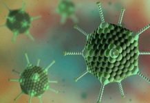 Valo Therapeutics to Support Development of a Pan  - Coronavirus Vaccine